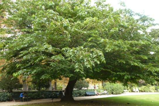 Chasse au trésor au Jardin du Luxembourg, Paris