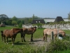 Week-end nature dans le Marais Vernier