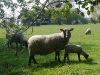 Week-end nature dans le Marais Vernier