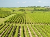 photo-vignoble-richard-garratt_0