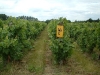 vignes-006-flore-rialland-domaine-du-pont-de-livier_0